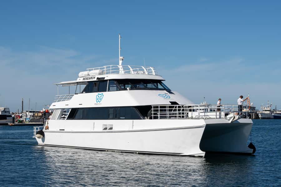 From Fremantle: 2-Hour Luxury Whale-Watching Cruise - Commentary that adds meaning to each sighting