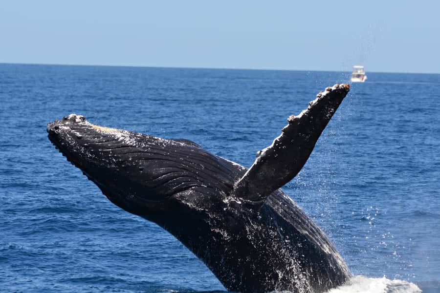 From Fremantle: 2-Hour Luxury Whale-Watching Cruise - Seasickness is the one serious caution