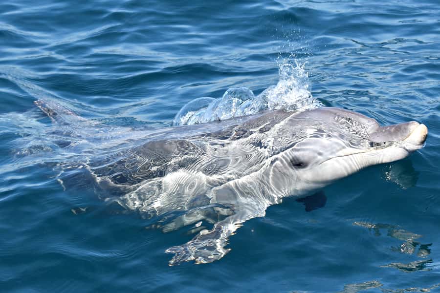 From Fremantle: 2-Hour Luxury Whale-Watching Cruise - Choosing the right time of year