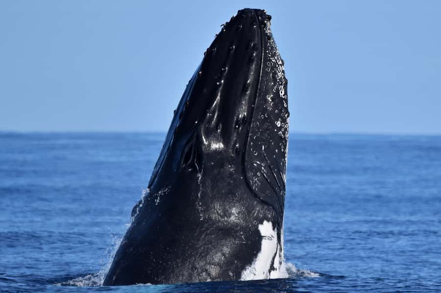 From Fremantle: 2-Hour Luxury Whale-Watching Cruise - What the two-hour route feels like