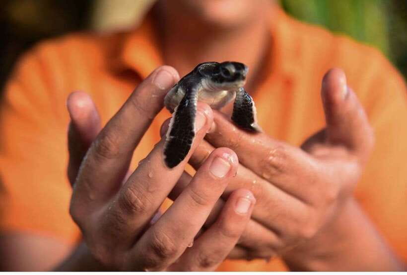 From Kalutara: Exclusive Madu River Safari & Turtle Hatchery - Cinnamon Island and the small-scale side of Sri Lanka