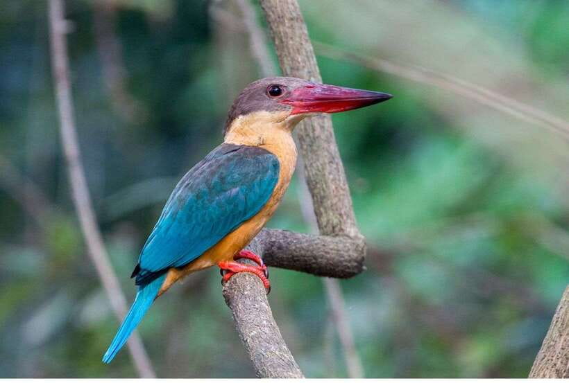 From Kalutara: Exclusive Madu River Safari & Turtle Hatchery - Temple Island and fish therapy
