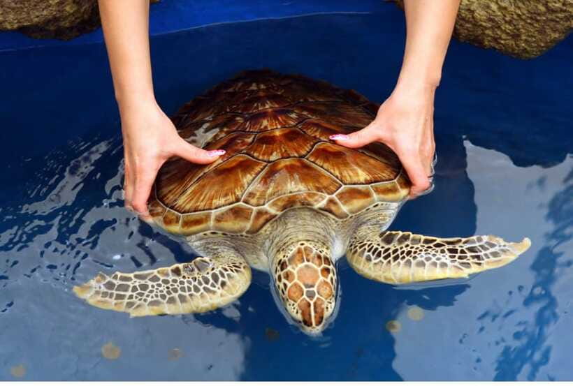 From Kalutara: Exclusive Madu River Safari & Turtle Hatchery - The crocodile question