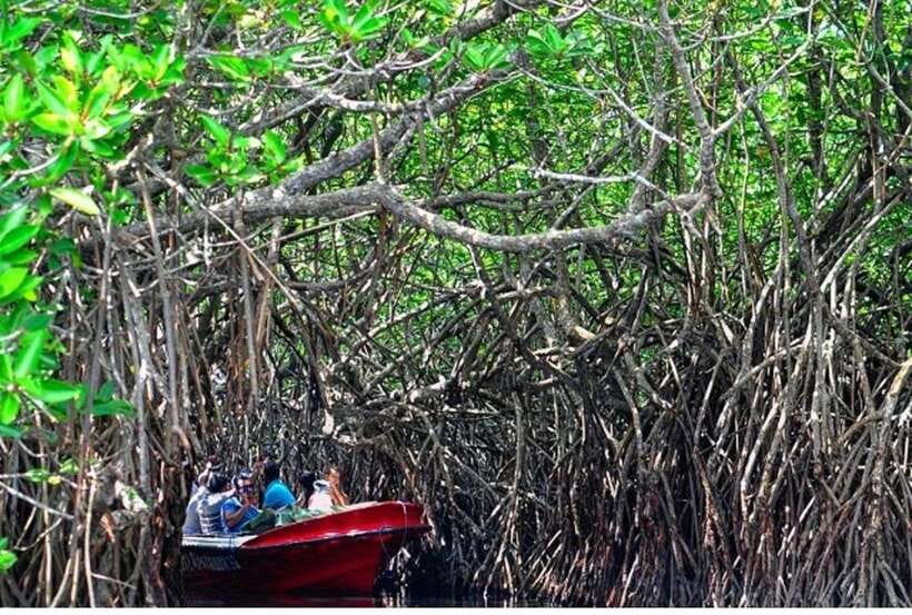 From Kalutara: Exclusive Madu River Safari & Turtle Hatchery - Who should book this experience?