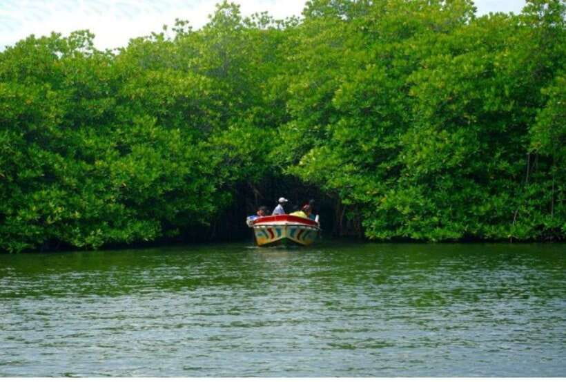 From Kalutara: Exclusive Madu River Safari & Turtle Hatchery - Madu Ganga by boat, not by road