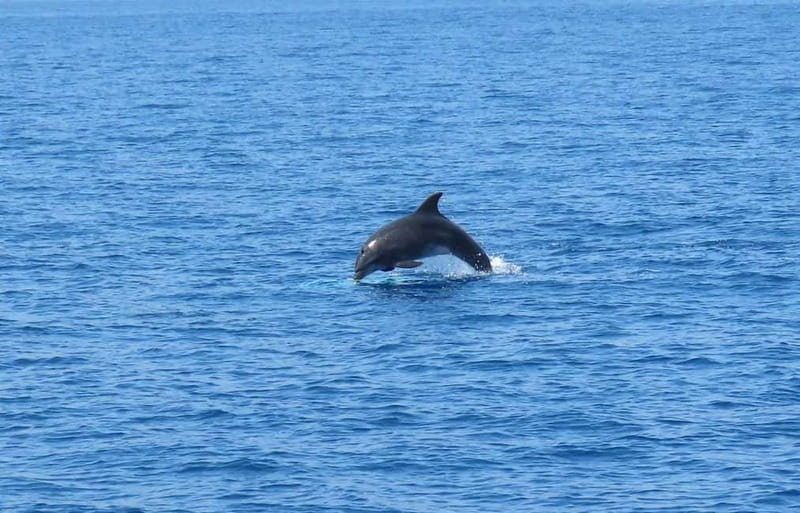 From Kos:A full day cruise in the newest luxury vessel! - The surprise stop and the value of variety