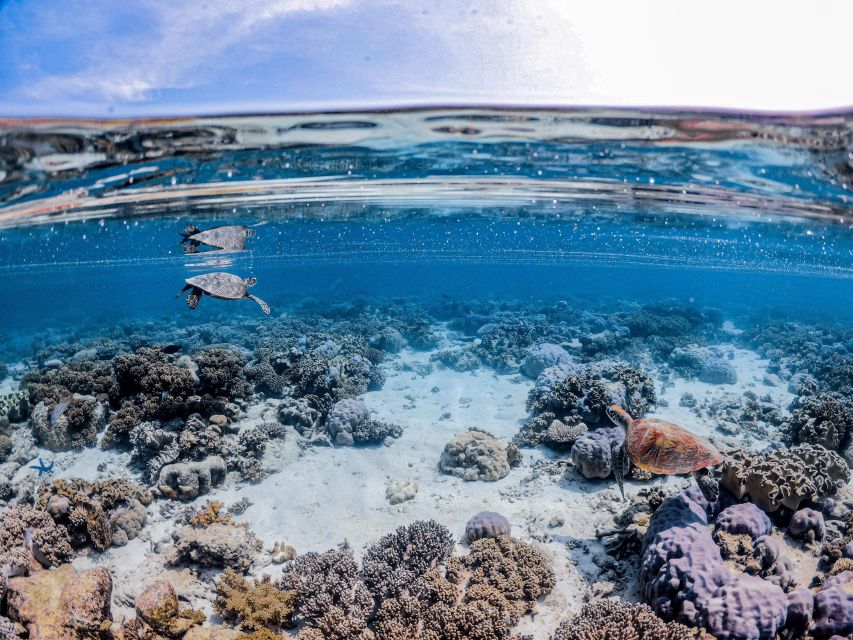 From Port Douglas: Outer Reef Cruise by Luxury Catamaran - Practical tips for a better day