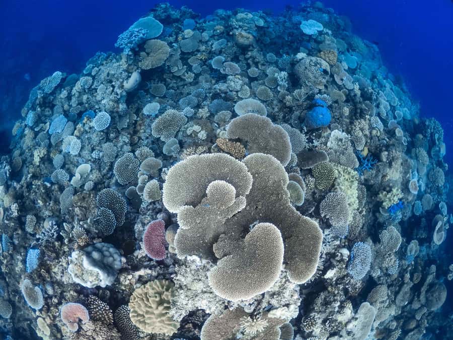 From Port Douglas: Outer Reef Cruise by Luxury Catamaran - The second reef visit and glass-bottom viewing
