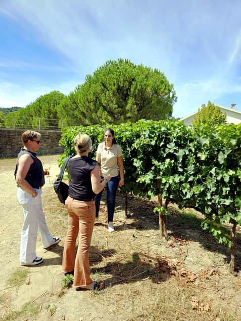 From Porto: Premium Douro Valley 4 Vineyards Tour with Lunch - What Lunch Adds to the Day