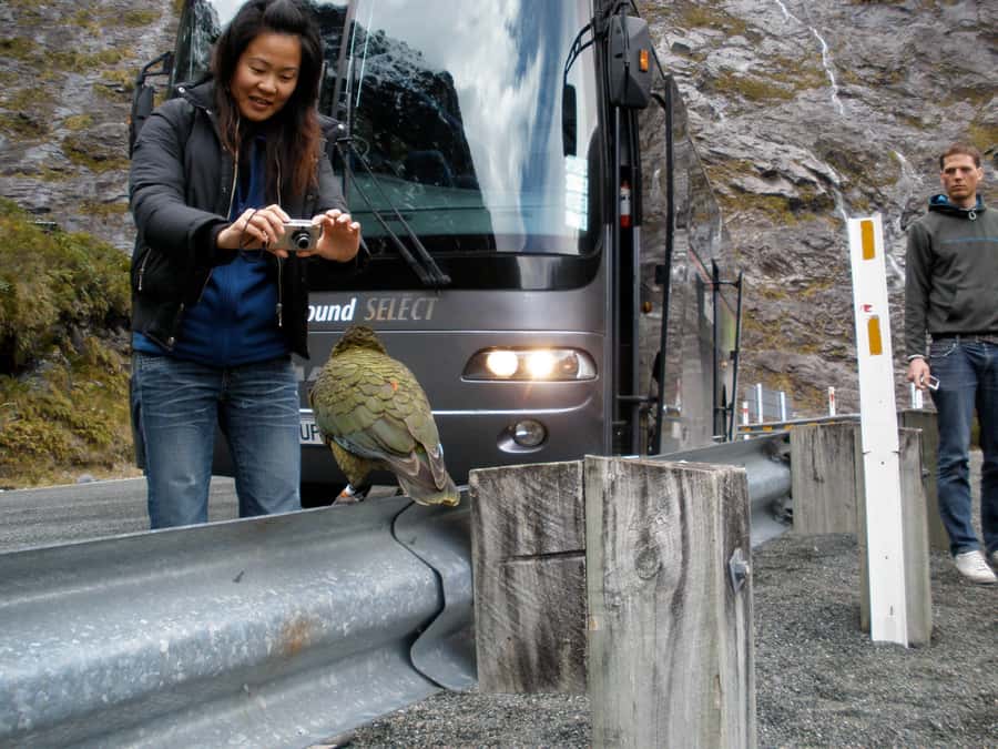 From Queenstown: Milford Sound Premium Day Tour and Cruise - A 1.75-hour cruise beneath the cliffs
