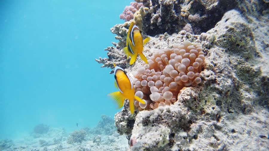 From Sharm: Luxury Diving cruise to Ras Mohammed with Lunch - Key points before you book