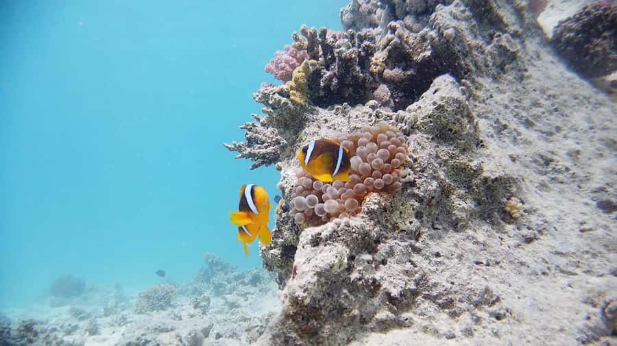 From Sharm: Luxury Diving cruise to Ras Mohammed with Lunch - Lunch onboard, plus a realistic word about food