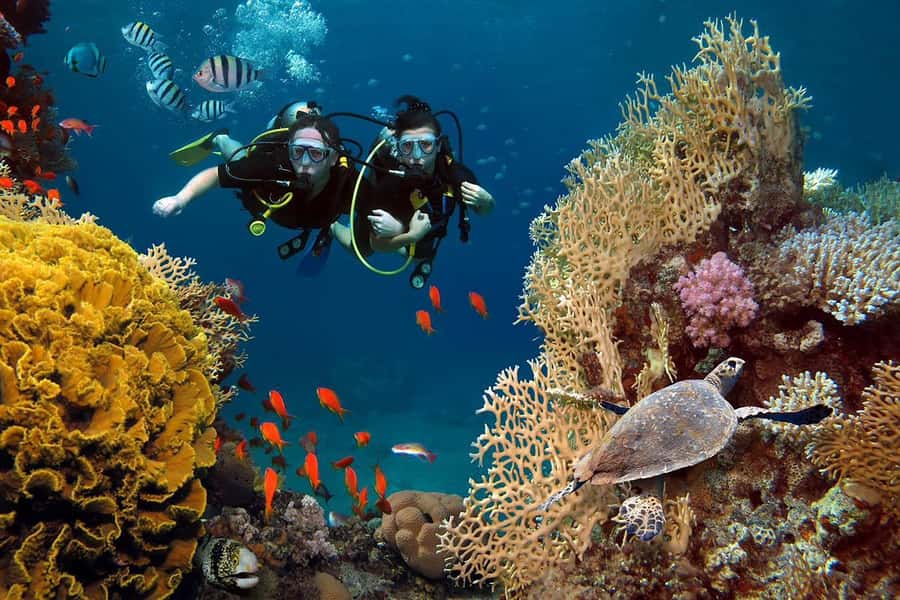 From Sharm: Luxury Diving cruise to Ras Mohammed with Lunch - What is included, and what may cost extra