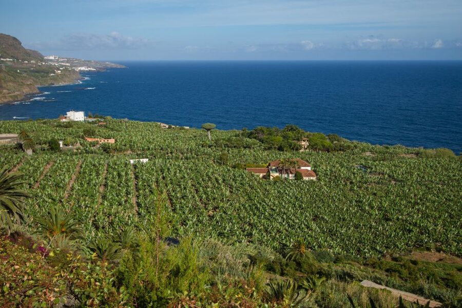 From South Tenerife: VIP Grand Tour Tenerife island - Returning through Vilaflor
