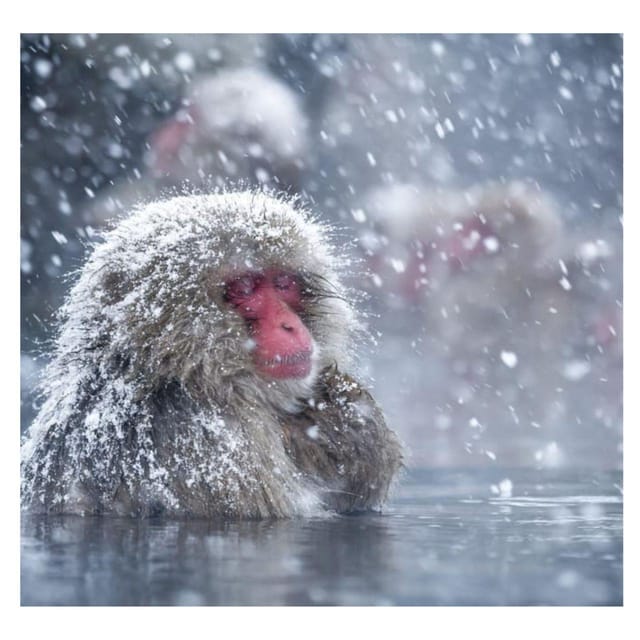 From Tokyo/Nagano: Luxury Snow Monkey Private Full-Day Tour - Who should book this tour?