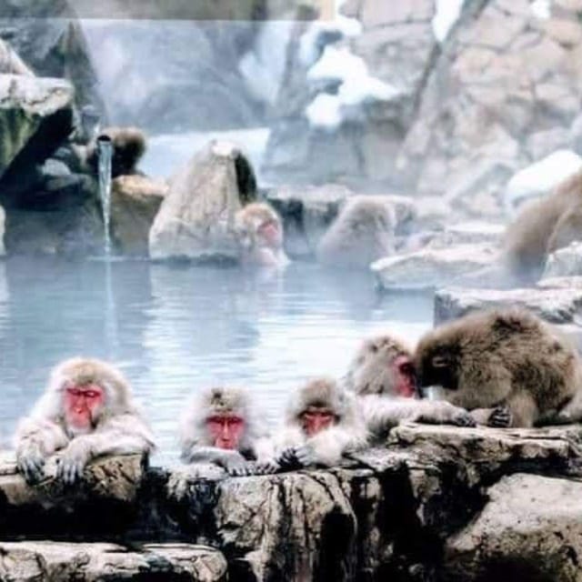 From Tokyo/Nagano: Luxury Snow Monkey Private Full-Day Tour - Why the snow monkeys are worth the long ride
