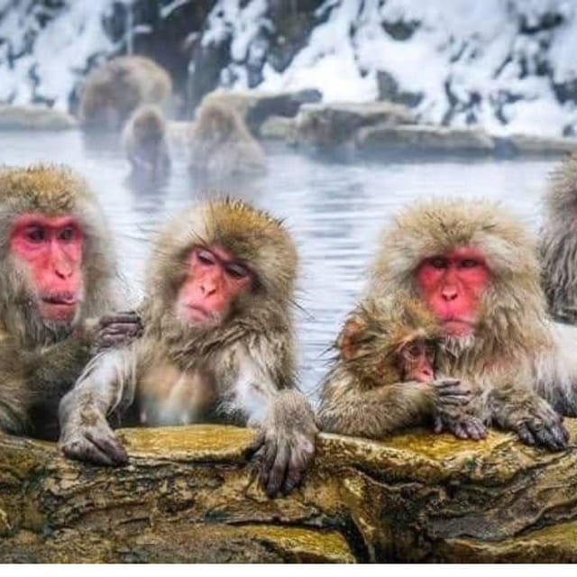 From Tokyo/Nagano: Luxury Snow Monkey Private Full-Day Tour - Shibu Onsen feels like a real town, not a staged stop
