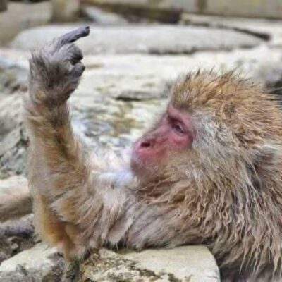 From Tokyo/Nagano: Luxury Snow Monkey Private Full-Day Tour