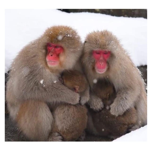 From Tokyo/Nagano: Luxury Snow Monkey Private Full-Day Tour - Extra stops can turn a standard outing into your own day