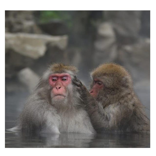 From Tokyo/Nagano: Luxury Snow Monkey Private Full-Day Tour - The private car is the real luxury