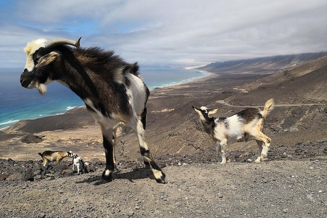 Fuerteventura: Cofete Beach and "Villa Winter" VIP Tour - Is the $66.52 price fair?