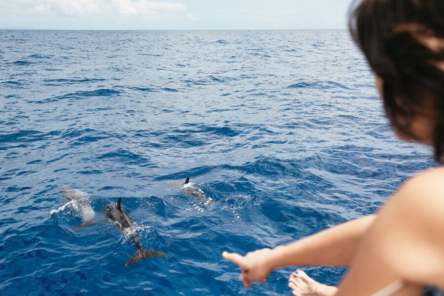 Funchal Bay: Dolphin & Whale Watch Luxury Catamaran Cruise - Should you book this Funchal catamaran cruise?