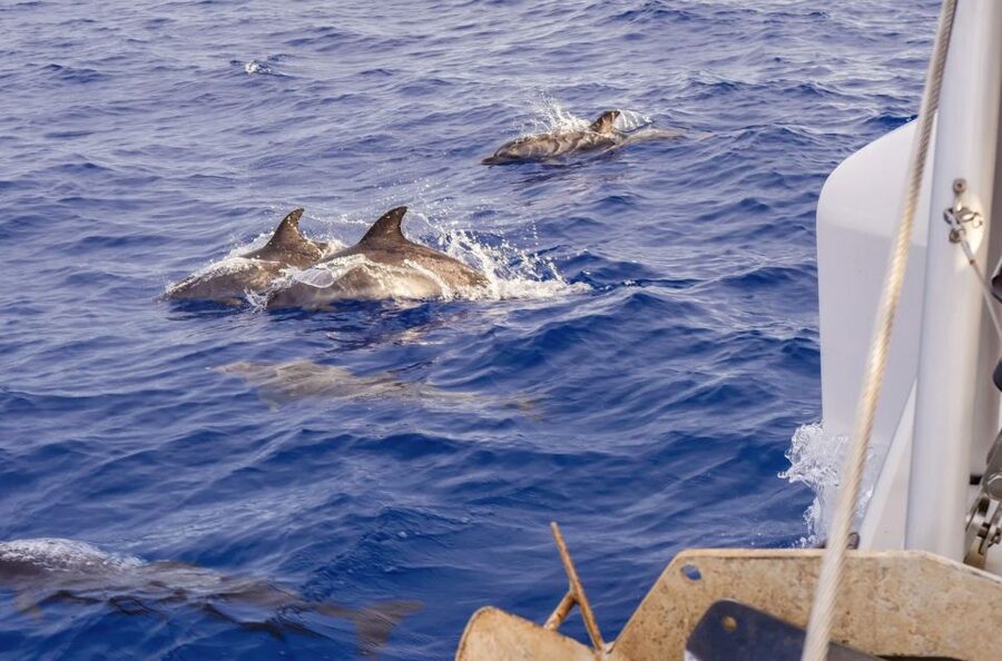 Funchal Bay: Dolphin & Whale Watch Luxury Catamaran Cruise - How the smaller boat changes the experience