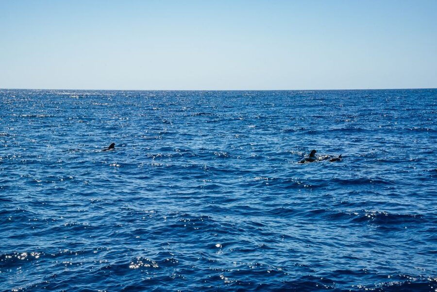 Funchal: Dolphin and Whale Watching by Luxury Catamaran - Who will enjoy this most?
