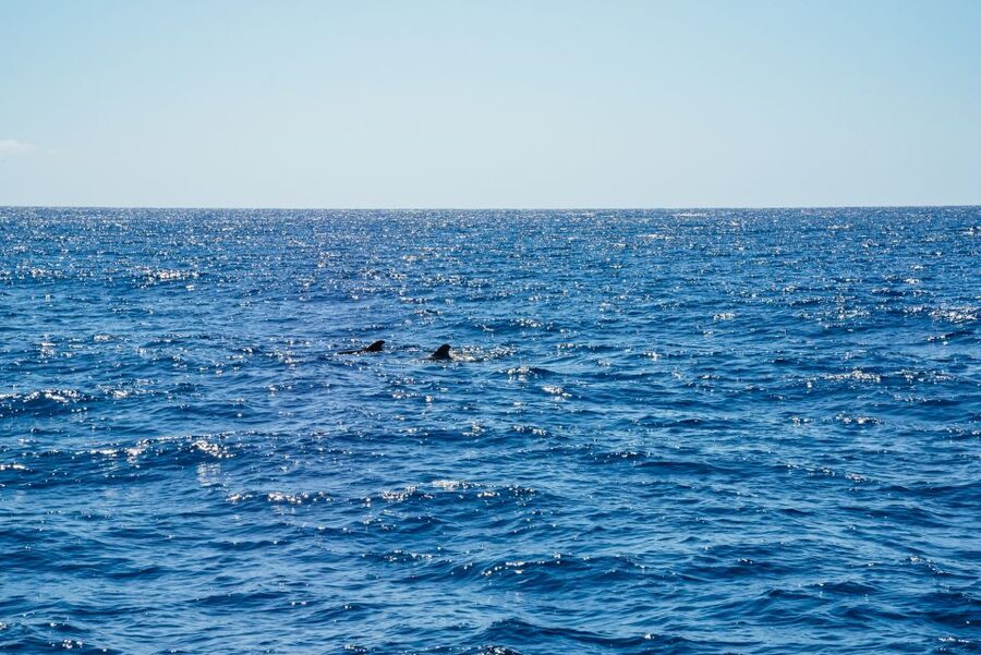 Funchal: Dolphin and Whale Watching by Luxury Catamaran - The first hour: open sea and the search for wildlife