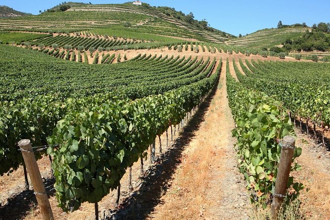 Genuine Douro Valley Tour: Visit 2 Wineries, Lunch & River Cruise - Why this Douro day works so well from Porto