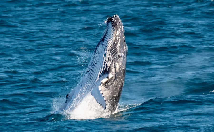 Gold Coast: Luxury Whale Watching Tour - Key points to know before you book