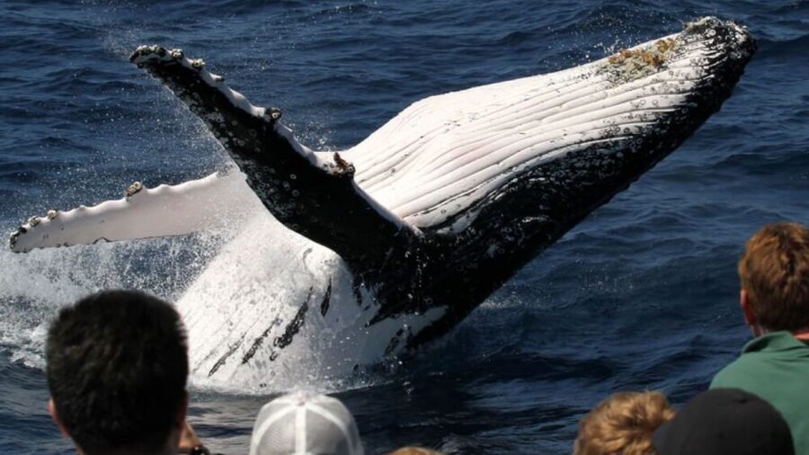 Gold Coast: Luxury Whale Watching Tour - Who should choose this tour?