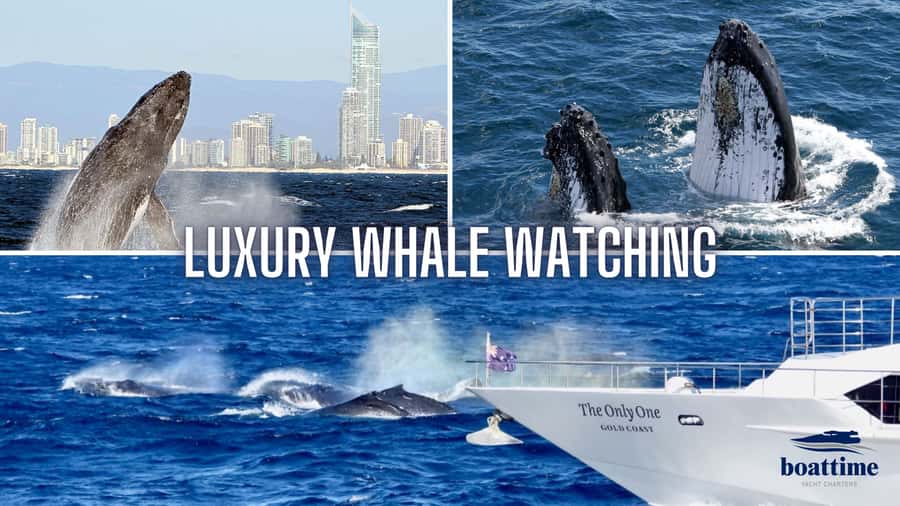 Gold Coast: Luxury Whale Watching Tour - Inside the 34-meter Sun Goddess