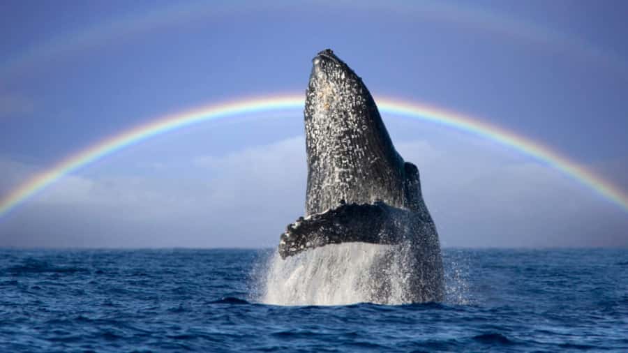 Gold Coast: Luxury Whale Watching Tour - What happens during the 150 minutes