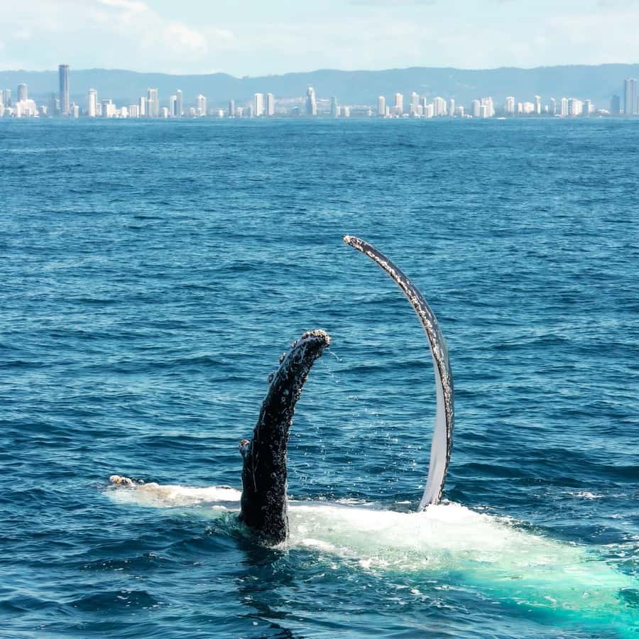 Gold Coast: Luxury Whale Watching Tour - Whale sightings and the meaning of the guarantee