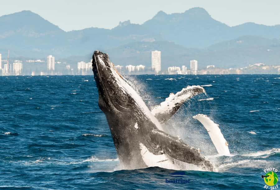 Gold Coast: Luxury Whale Watching Tour - The crew, commentary, and onboard atmosphere