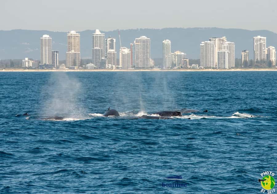 Gold Coast: Luxury Whale Watching Tour - Coffee, snacks, and the bar