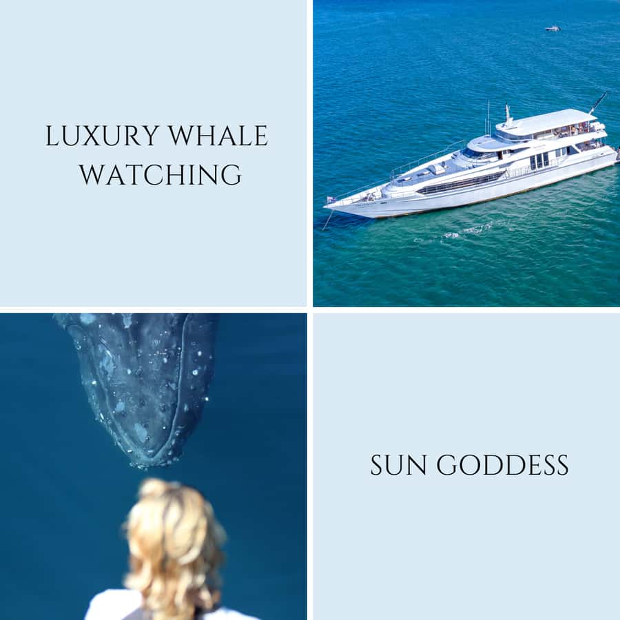 Gold Coast: Luxury Whale Watching Tour - Is $53 good value?