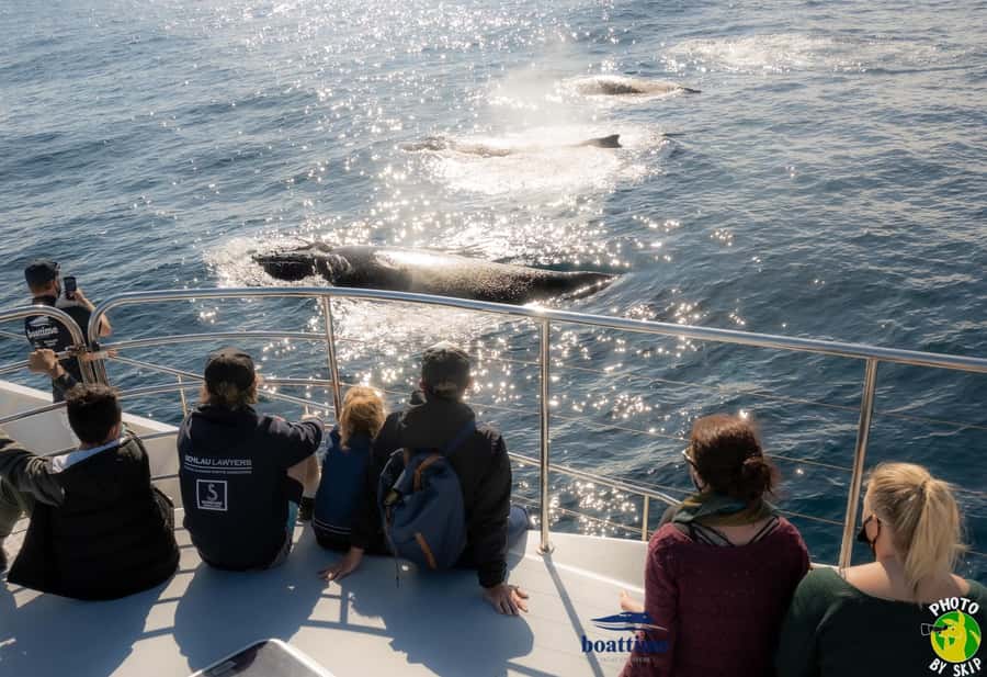 Gold Coast: Luxury Whale Watching Tour - Boarding at Mariner’s Cove