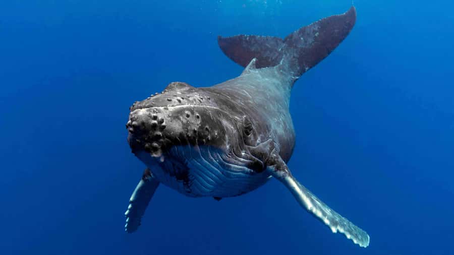 Gold Coast: Premium Whale Watching Cruise - Key points to know before you book