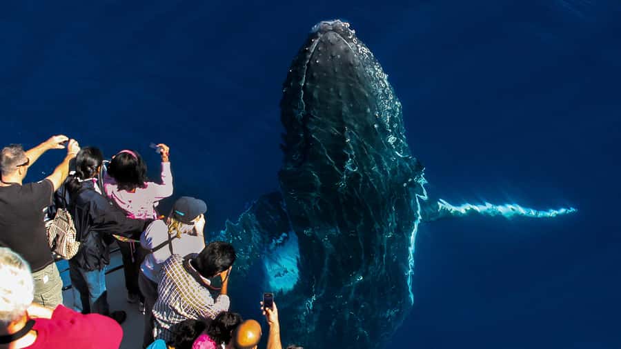 Gold Coast: Premium Whale Watching Cruise - Why the Gold Coast whale route is worth your time