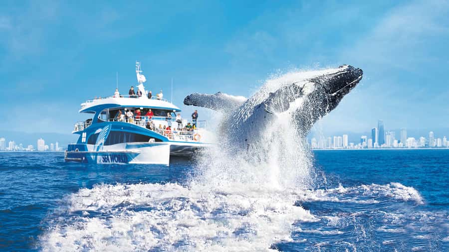 Gold Coast: Premium Whale Watching Cruise - Aboard the Spirit of Migaloo II