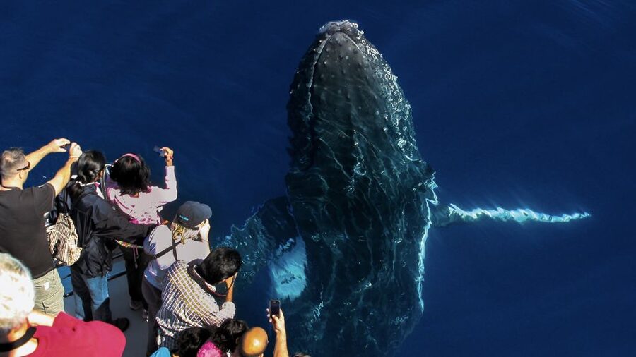 Gold Coast: Premium Whale Watching Cruise - Listening to whales underwater