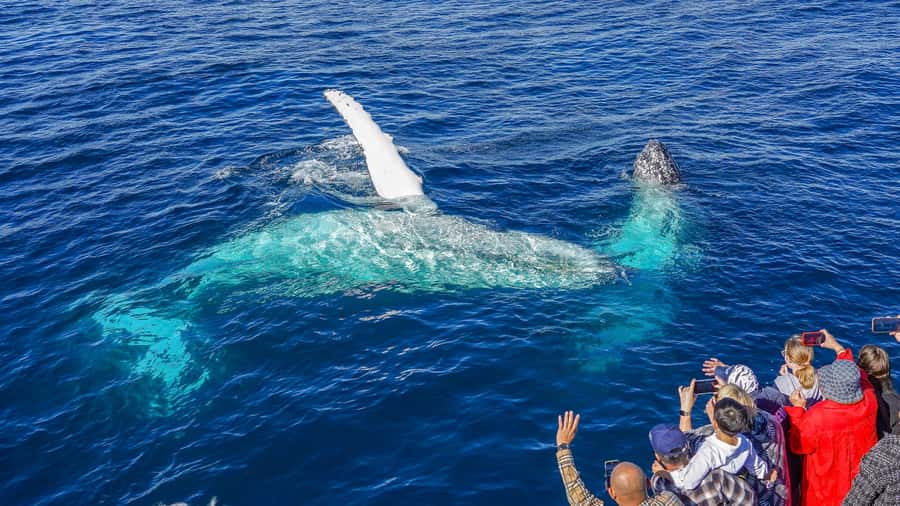 Gold Coast: Premium Whale Watching Cruise - The real issue: seasickness and rough water