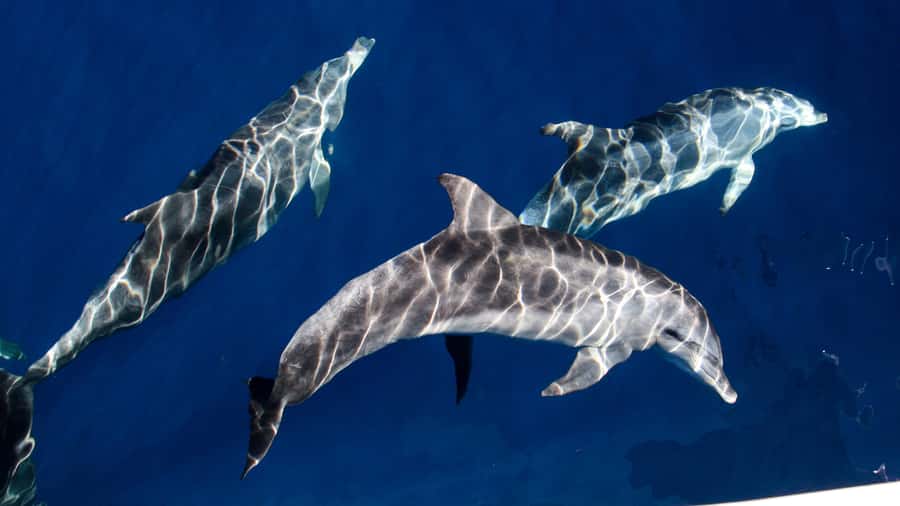 Gold Coast: Premium Whale Watching Cruise - Is $63 a good value?