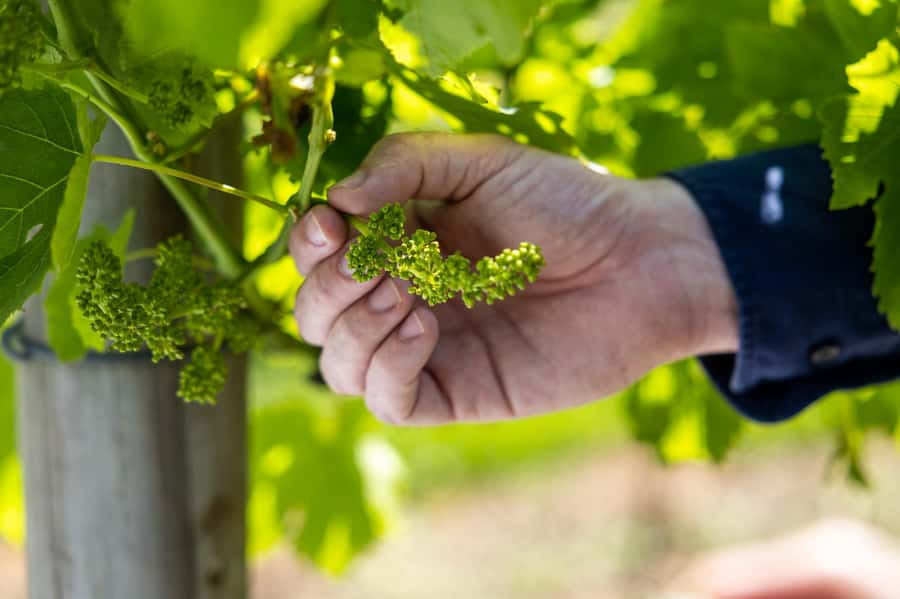 Gold Coast: Premium Wine Tour with Gourmet Lunch - First winery stop: a gentle start to the tastings