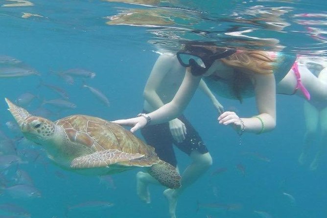 Good Times Too Premium Catamaran Lunch Cruise - What the turtle and reef stops are like
