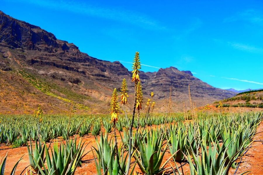 Gran Canaria: Full-Day VIP Tour by Bus - Aloe vera with a hands-on stop