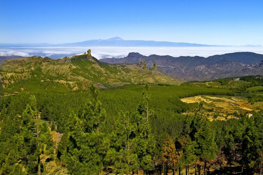 Gran Canaria: Full-Day VIP Tour by Bus - Pine forests, almond trees, and Fataga
