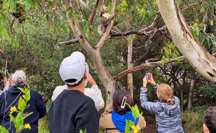 Great Ocean Road Tour w/ Deluxe Minibus & Top-Rated Guide - Guides, commentary, and the small-group feel